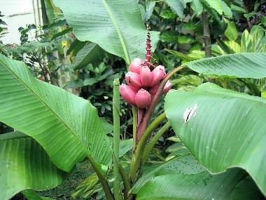 Ferienhaus in ANSE JONCHEE (Grand Port) oder Ferienwohnung oder Ferienhaus