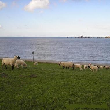 Ferienwohnung in Hooksiel (Nordsee-Festland / Ostfriesland) oder Ferienwohnung oder Ferienhaus