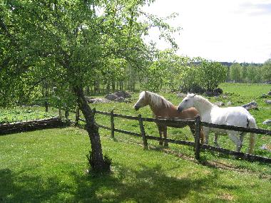 Zwei Besucher am Morgen, Ferienhaus Solgarden