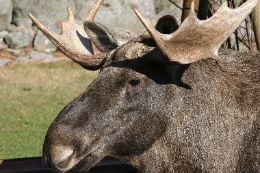 Harald von Virum, Ferienhaus Solgarden