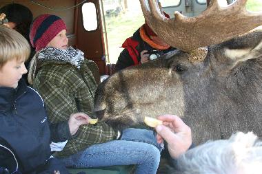 "Heute schon einen Elch gef�ttert"? Ferienhaus Solgarden