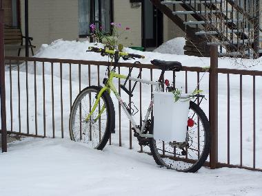 Winter im Vorgarten zur strasse hin