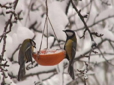 Villa in Stryszow near Krakow (Malopolskie) oder Ferienwohnung oder Ferienhaus