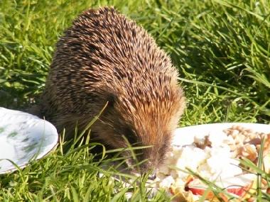 Villa in Stryszow near Krakow (Malopolskie) oder Ferienwohnung oder Ferienhaus