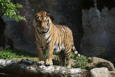 Tiergarten Dvur Kralove 