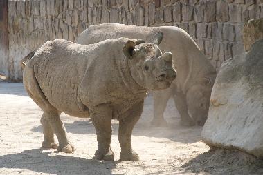 Tiergarten Dvur Kralove 