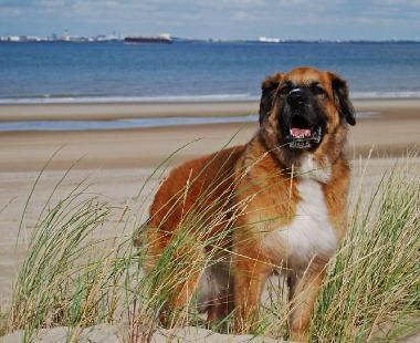 Urlaub mit Hund im Ferienhaus am Veerse Meer