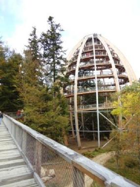 Waldwipfelpfad, ca. 45 Meter hoch