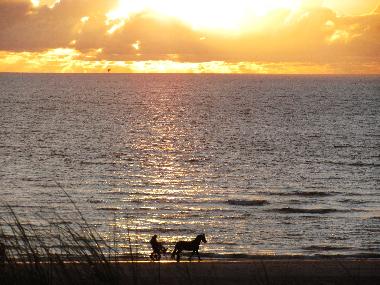 Ferienwohnung in Egmond aan Zee (Noord-Holland) oder Ferienwohnung oder Ferienhaus
