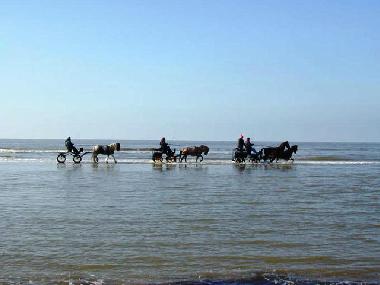 Ferienwohnung in Egmond aan Zee (Noord-Holland) oder Ferienwohnung oder Ferienhaus