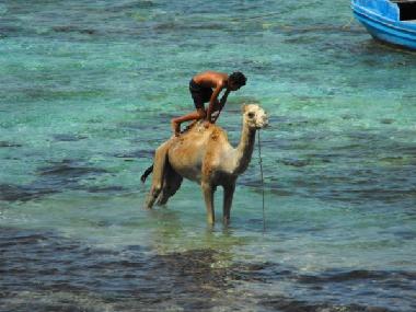 Ferienwohnung in dahab (Janub Sina