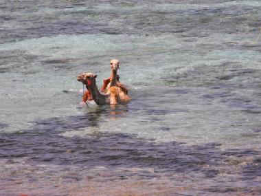 Ferienwohnung in dahab (Janub Sina