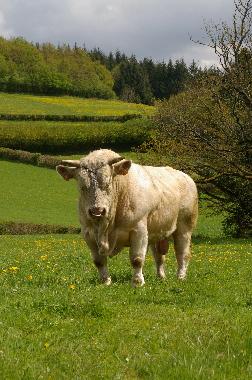 Der Charolais Bulle!