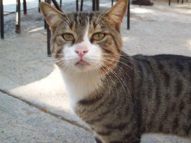 Ferienwohnung in Antalya Stadt (Antalya) oder Ferienwohnung oder Ferienhaus