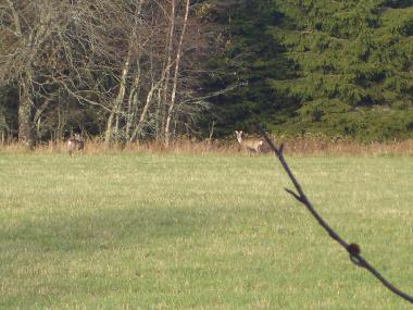 Ferienhaus in Elsabo (Smaland) oder Ferienwohnung oder Ferienhaus