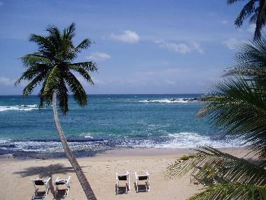 Tropischer Strand mit Palmen