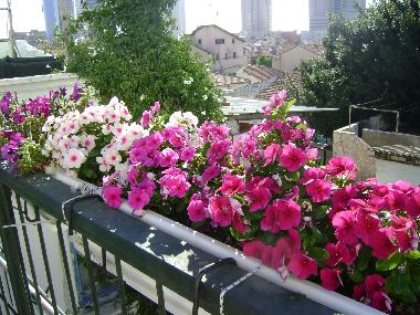 Pension in Tel Aviv (Tel Aviv) oder Ferienwohnung oder Ferienhaus