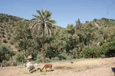 Ferienwohnung in Montoro (C�rdoba) oder Ferienwohnung oder Ferienhaus