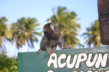 Ferienhaus in Mata de S�o Jo�o (Bahia) oder Ferienwohnung oder Ferienhaus