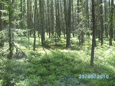 Bilder aus der Umgebung (Elm)