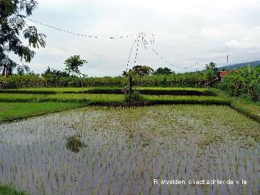 Villa Buka Kecil, Reisfelder hinten dem Villa