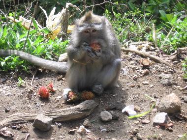 Ferienhaus in Dencarik (Bali) oder Ferienwohnung oder Ferienhaus
