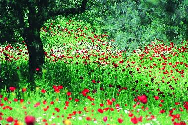 Ferienhaus in Assos-Tahtakuslar (Canakkale) oder Ferienwohnung oder Ferienhaus