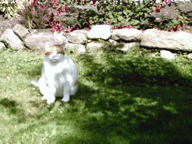 Ferienhaus in locronan (Finist�re) oder Ferienwohnung oder Ferienhaus