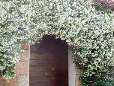 und bl�hendem Jasmin