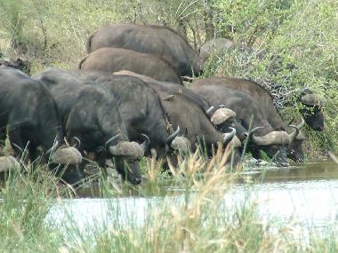 Ferienhaus in Marloth Park (Mpumalanga) oder Ferienwohnung oder Ferienhaus
