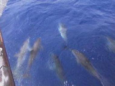 DELFINEN zusammen mit uns