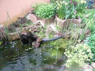 Der Miniteich. Nat�rliche Ver�nderungen stets gegeben ;-))