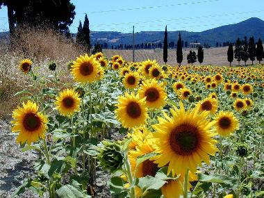 Sonnenblumen in Umbria/Toskana