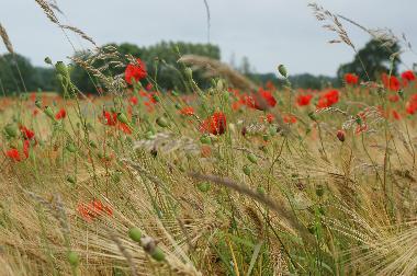 Mohnwiese N�he Holm