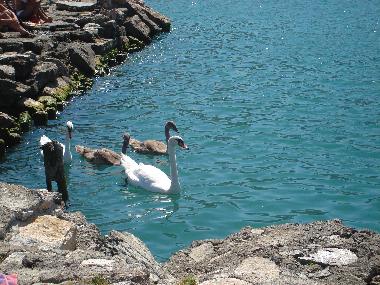 Ferienwohnung in Ohrid (Ohrid) oder Ferienwohnung oder Ferienhaus