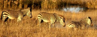 Chalet in Kroonstad (Free State) oder Ferienwohnung oder Ferienhaus