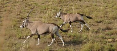Chalet in Kroonstad (Free State) oder Ferienwohnung oder Ferienhaus