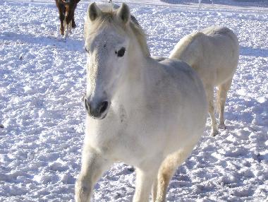 Peggy im Schnee