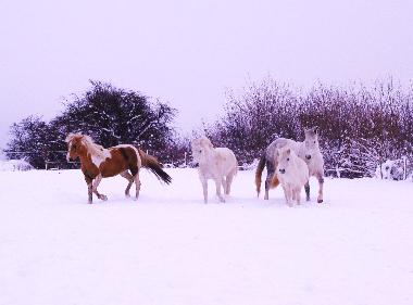 Shadow, Susi, Heidi, und Cheyenne