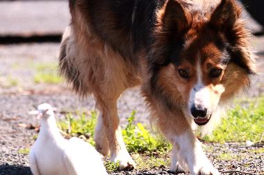 Jack und die Tauben