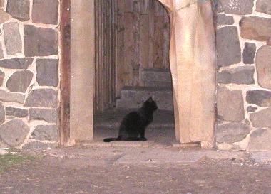 Kitty