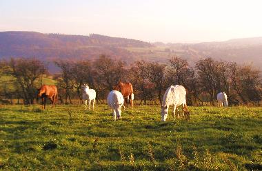 Im Herbst auf der Weide