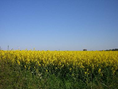 Rapsfeld bei Kr�slin