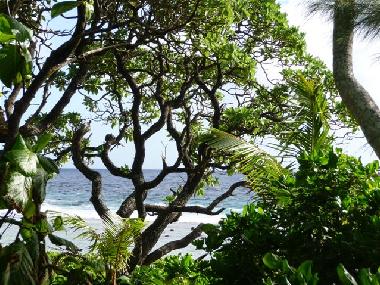 Ferienhaus in RAROTONGA (Cookinseln) oder Ferienwohnung oder Ferienhaus