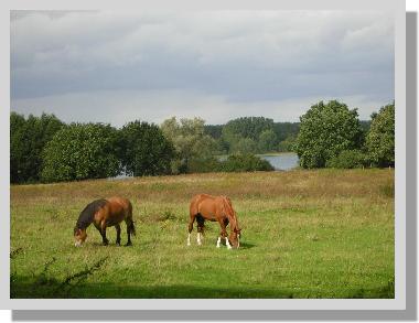 Ferienhaus in Malchow (Mecklenburgische Seenplatte) oder Ferienwohnung oder Ferienhaus