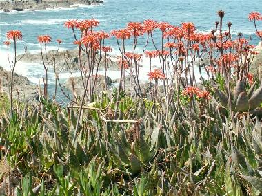 Ferienhaus in Grandola (Alentejo Litoral) oder Ferienwohnung oder Ferienhaus