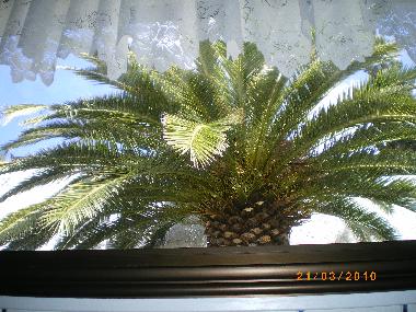 Fenster-Schlafzimmer.