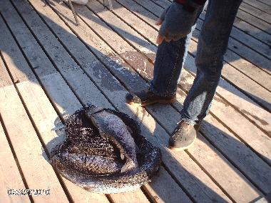 Lachsforellen fischen schwedenhaus am see behinderten gerechtes fischen