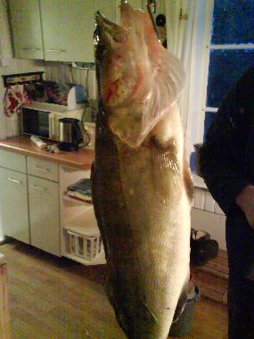 zander fang schweden schleppangeln trolling auf hecht und zander schwedenhaus mieten 04323805788