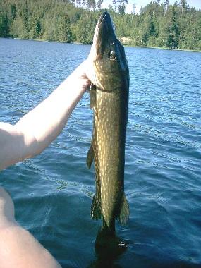 9,5 kg hecht schleppangeln trolling auf hecht und zander schwedenhaus mieten 04323805788